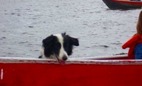 honden in fluisterboot zijn toegestaan